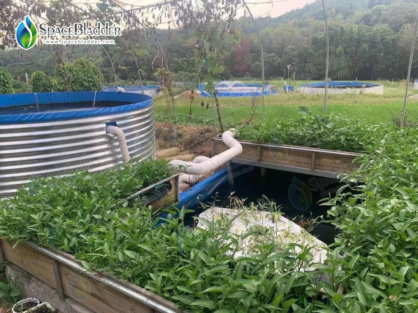 Foldable Aquaculture Fish Tank Steel Plaste For Shrimp Farming - customer case image 4