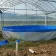 Foldable Aquaculture Fish Tank Steel Plaste For Shrimp Farming - customer case thumbnail 7